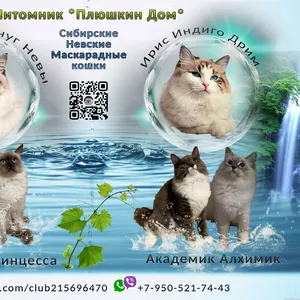  котята сибирские невские маскарадные