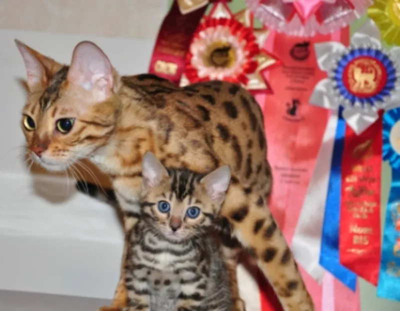 Бенгальские котята с родословной 7